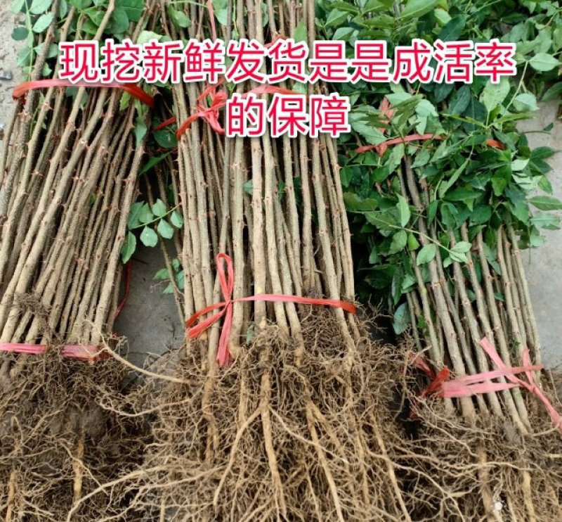 狮子头花椒树苗大红袍花椒苗麻椒树苗篱笆地栽结果南北种植