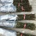 狮子头花椒树苗大红袍花椒苗麻椒树苗篱笆地栽结果南北种植