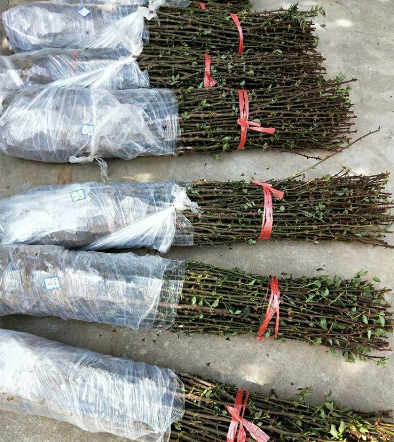 狮子头花椒树苗大红袍花椒苗麻椒树苗篱笆地栽结果南北种植