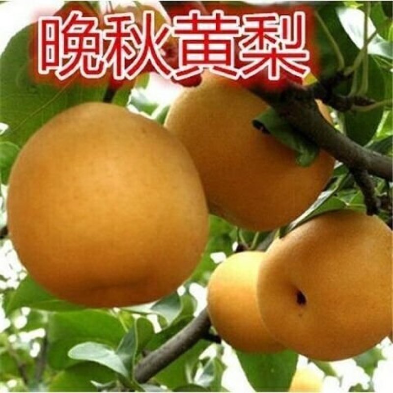 早酥红梨苗～晚秋黄梨～贵妃梨，保证品种，假一赔十