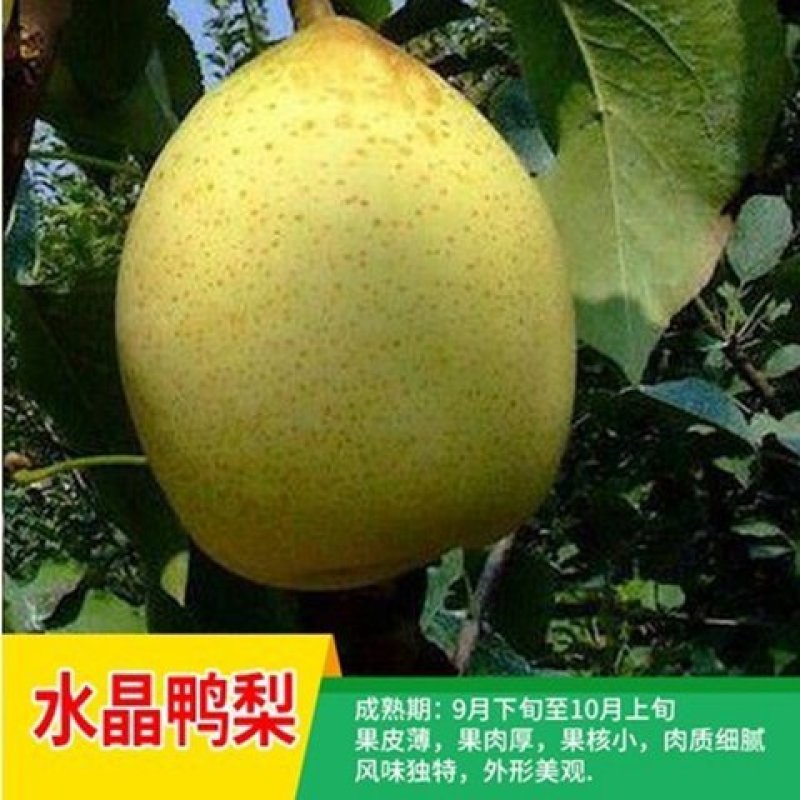 早酥红梨苗～晚秋黄梨～贵妃梨，保证品种，假一赔十