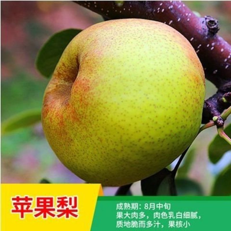 早酥红梨苗～晚秋黄梨～贵妃梨，保证品种，假一赔十
