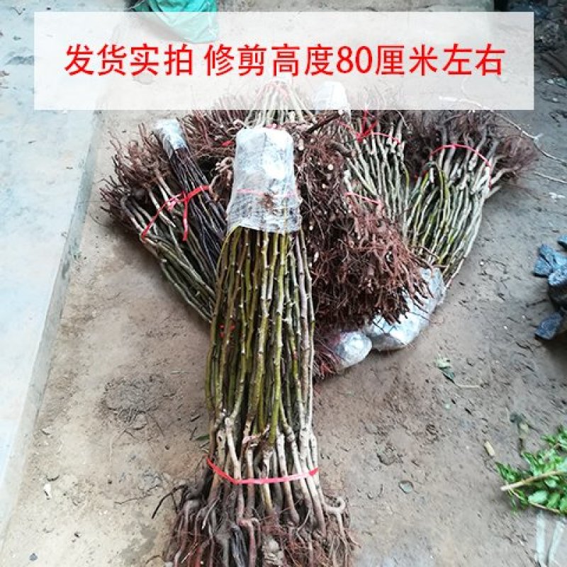 早酥红梨苗～晚秋黄梨～贵妃梨，保证品种，假一赔十