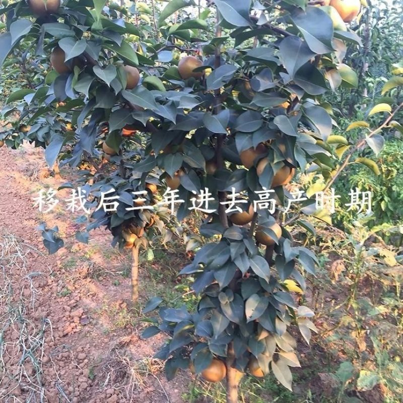 早酥红梨苗～晚秋黄梨～贵妃梨，保证品种，假一赔十
