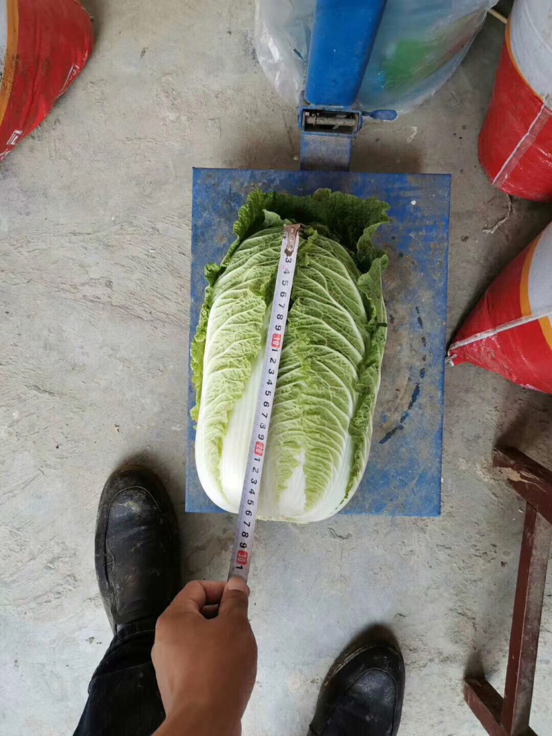湖北大白菜青杂3号黄心矮颗，产地直供，可在线看好货