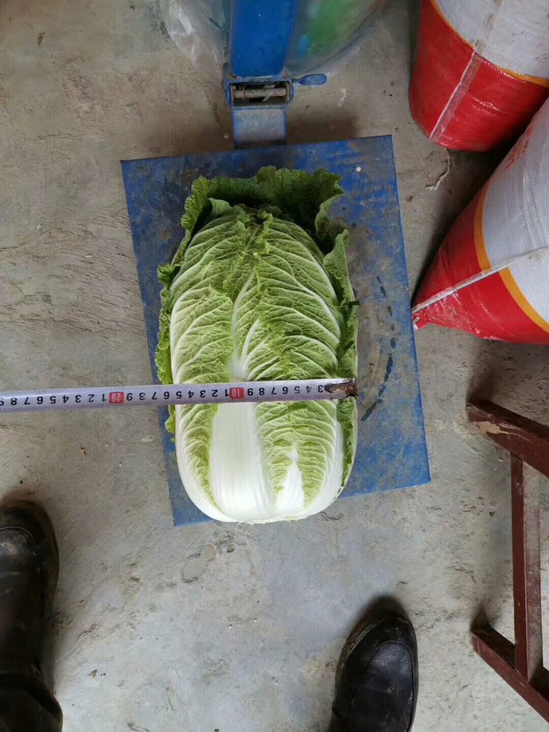 湖北大白菜青杂3号黄心矮颗，产地直供，可在线看好货