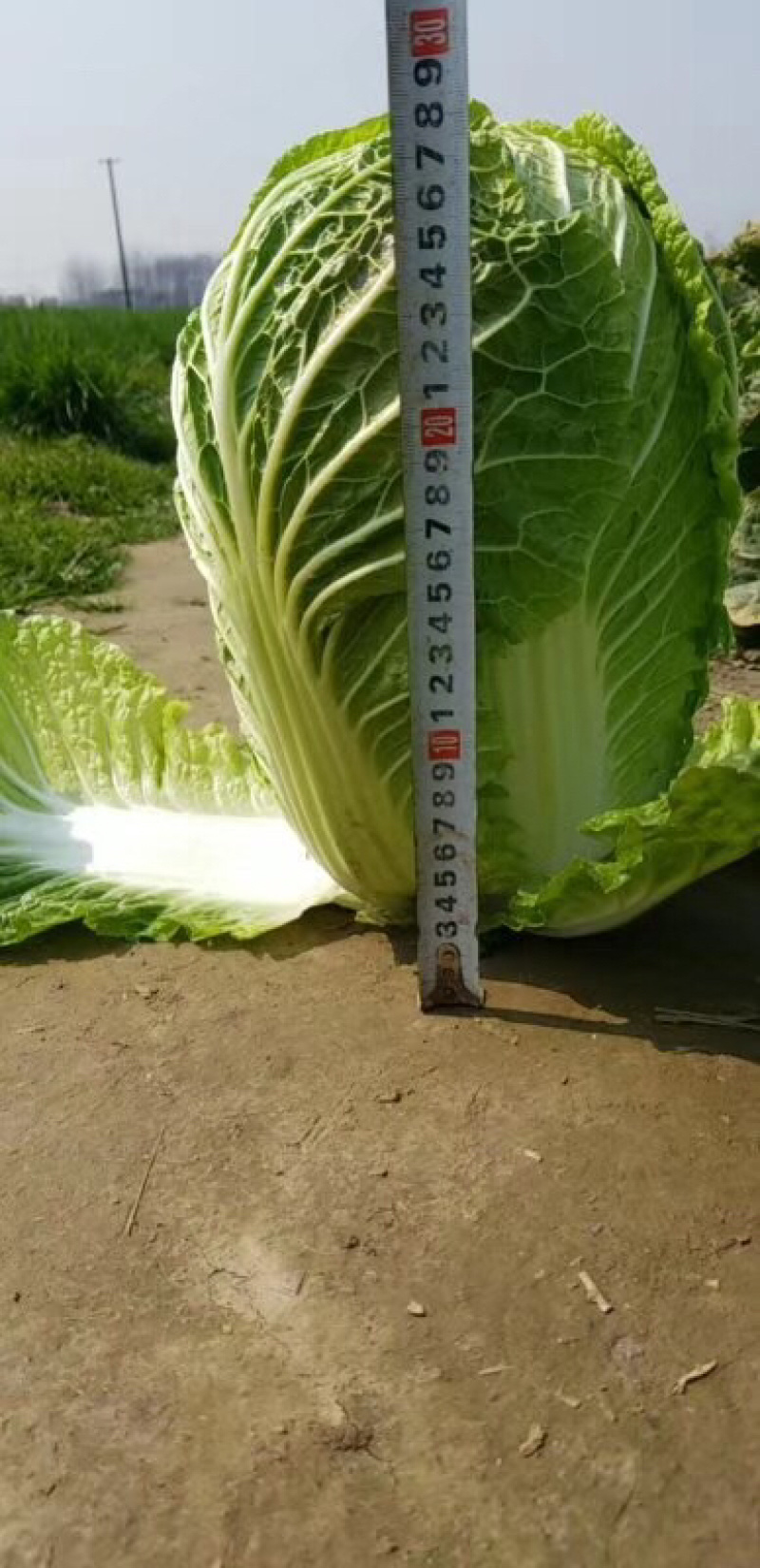湖北大白菜青杂3号黄心矮颗，产地直供，可在线看好货