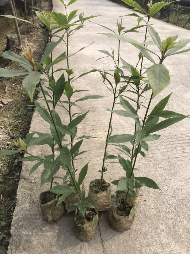 小叶桢楠苗，楠竹杯苗