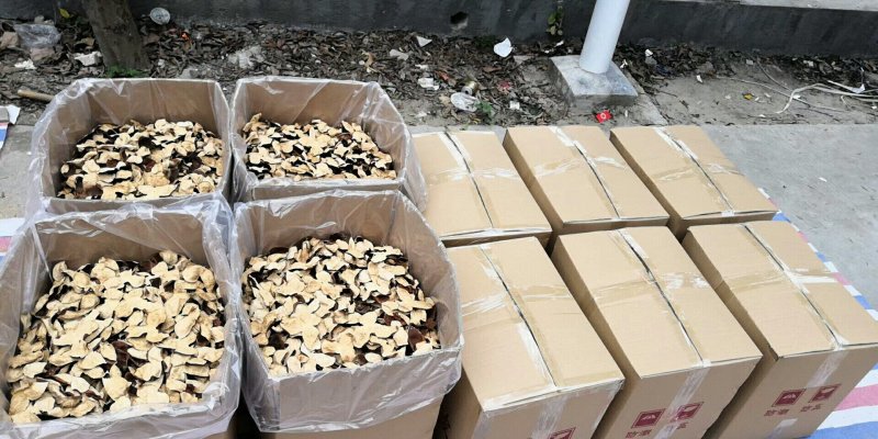 十年老果树陈皮，农家生哂新会大红皮