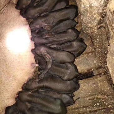 苏太母猪，乳头可选，斤重可选，全国包邮