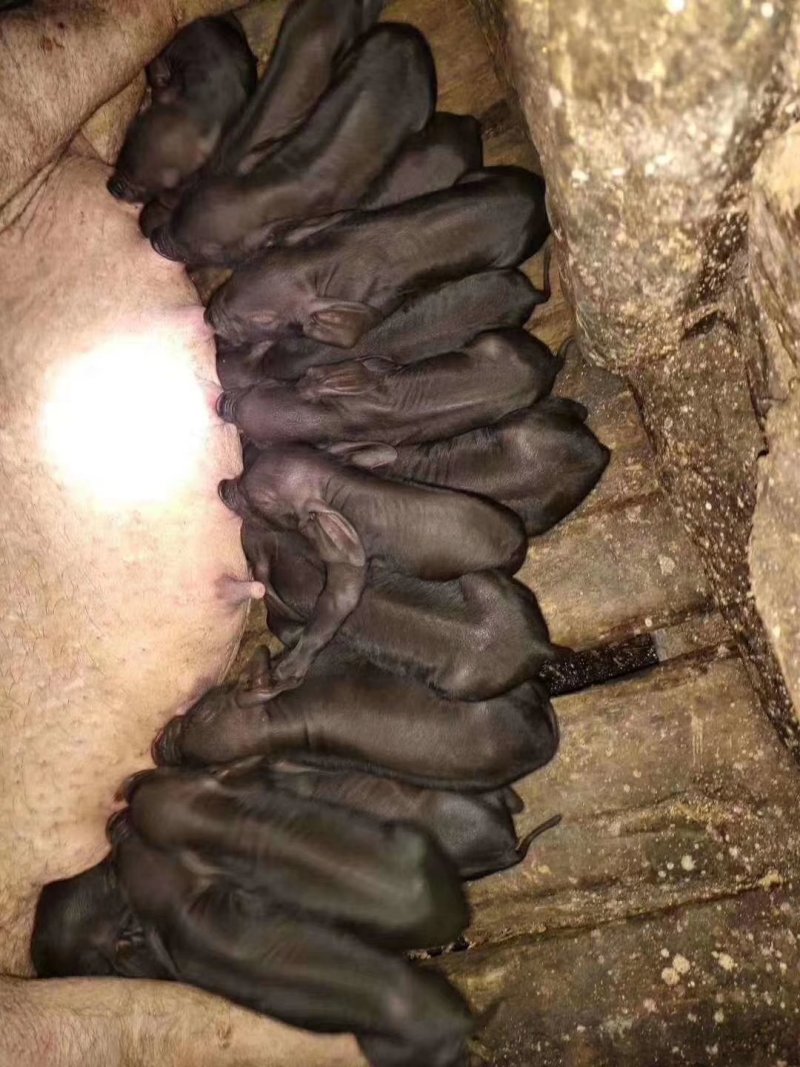 苏太母猪，乳头可选，斤重可选，全国包邮