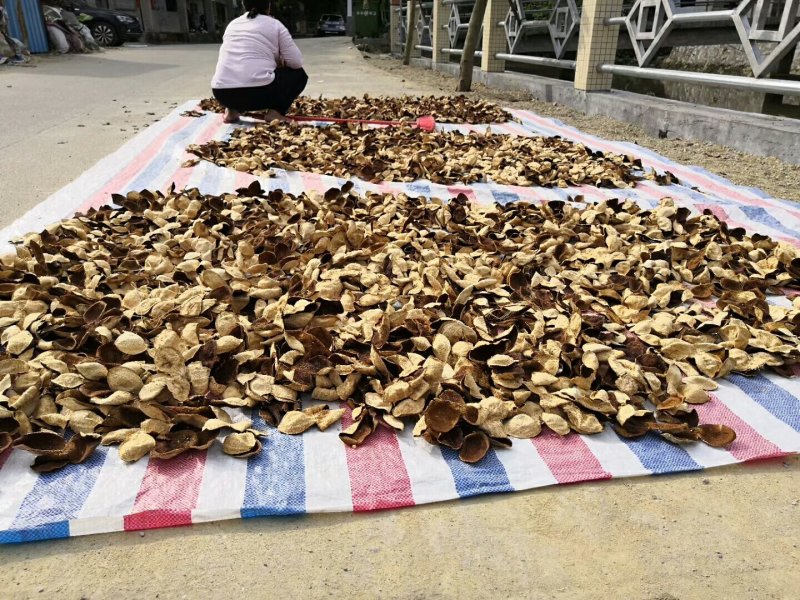 十年老果树陈皮，农家生哂新会大红皮