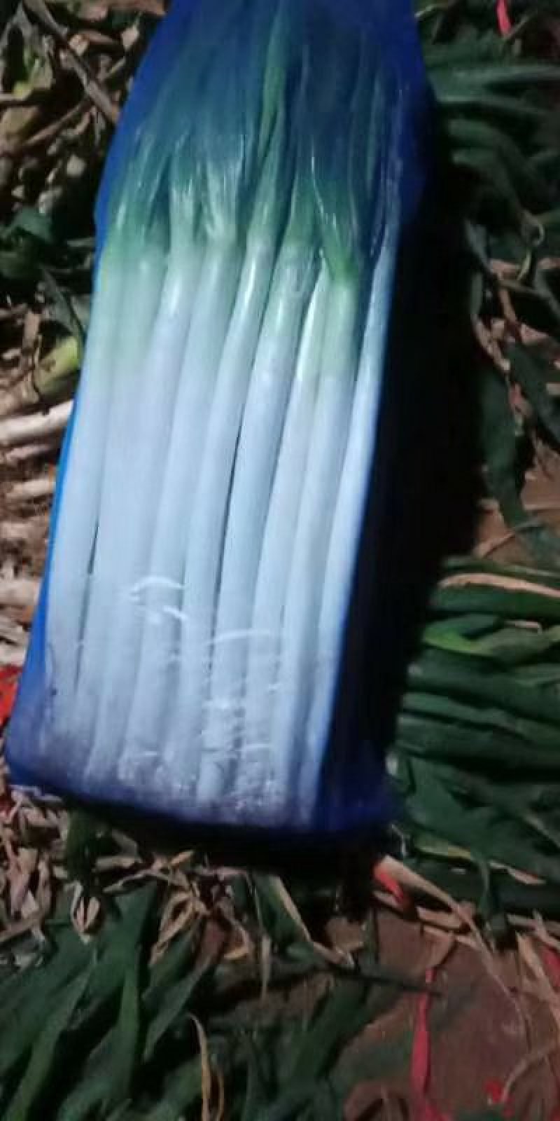 大葱山东安丘基地优质铁杆大葱网袋打冷净葱，保质保量