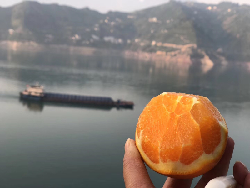 伦晚脐橙支持线上看货，线上交易