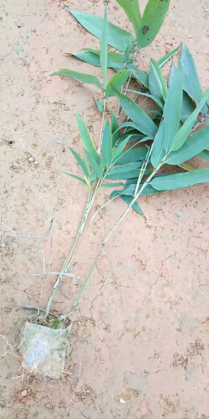 小叶桢楠苗，楠竹杯苗