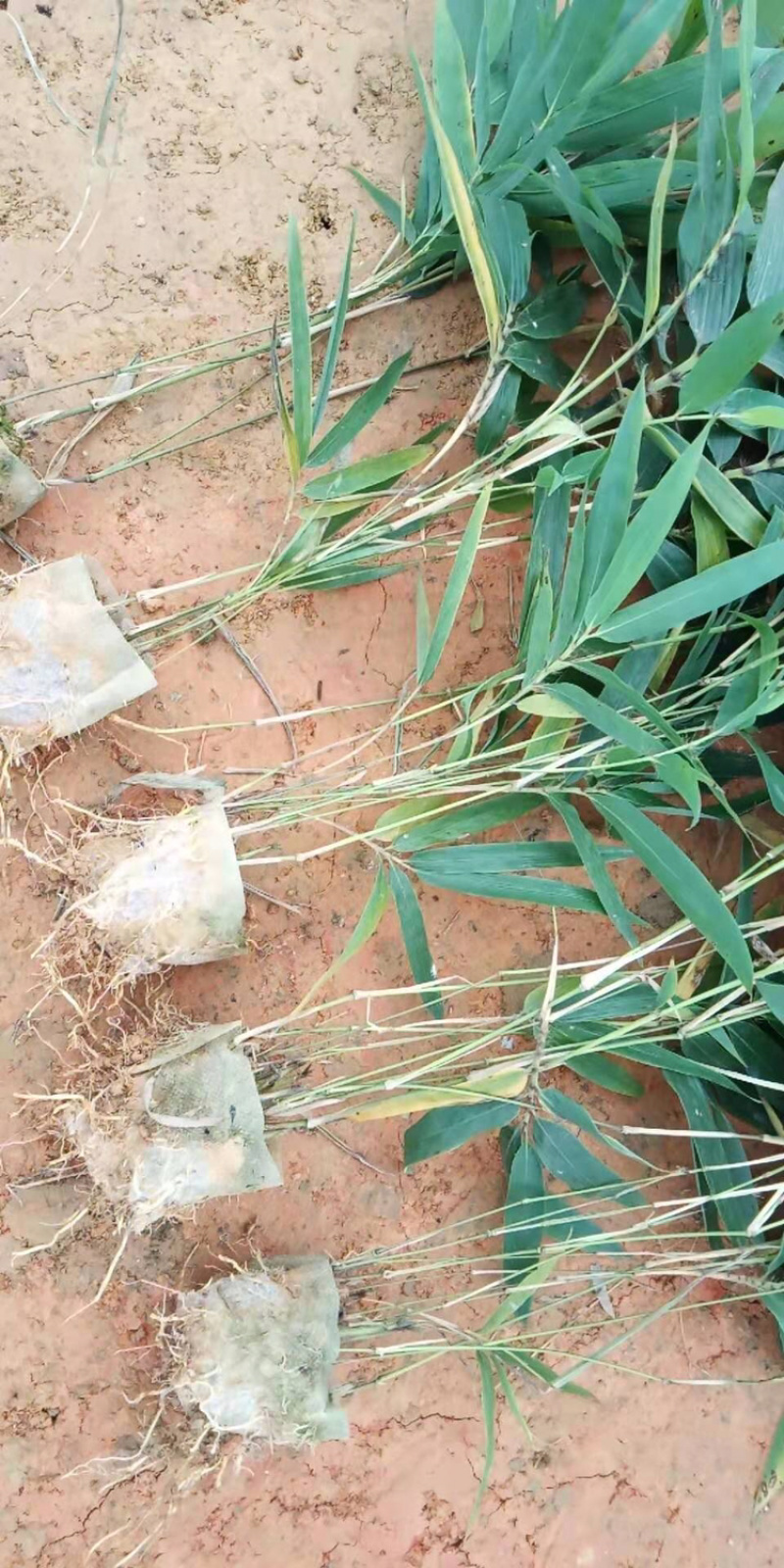 小叶桢楠苗，楠竹杯苗