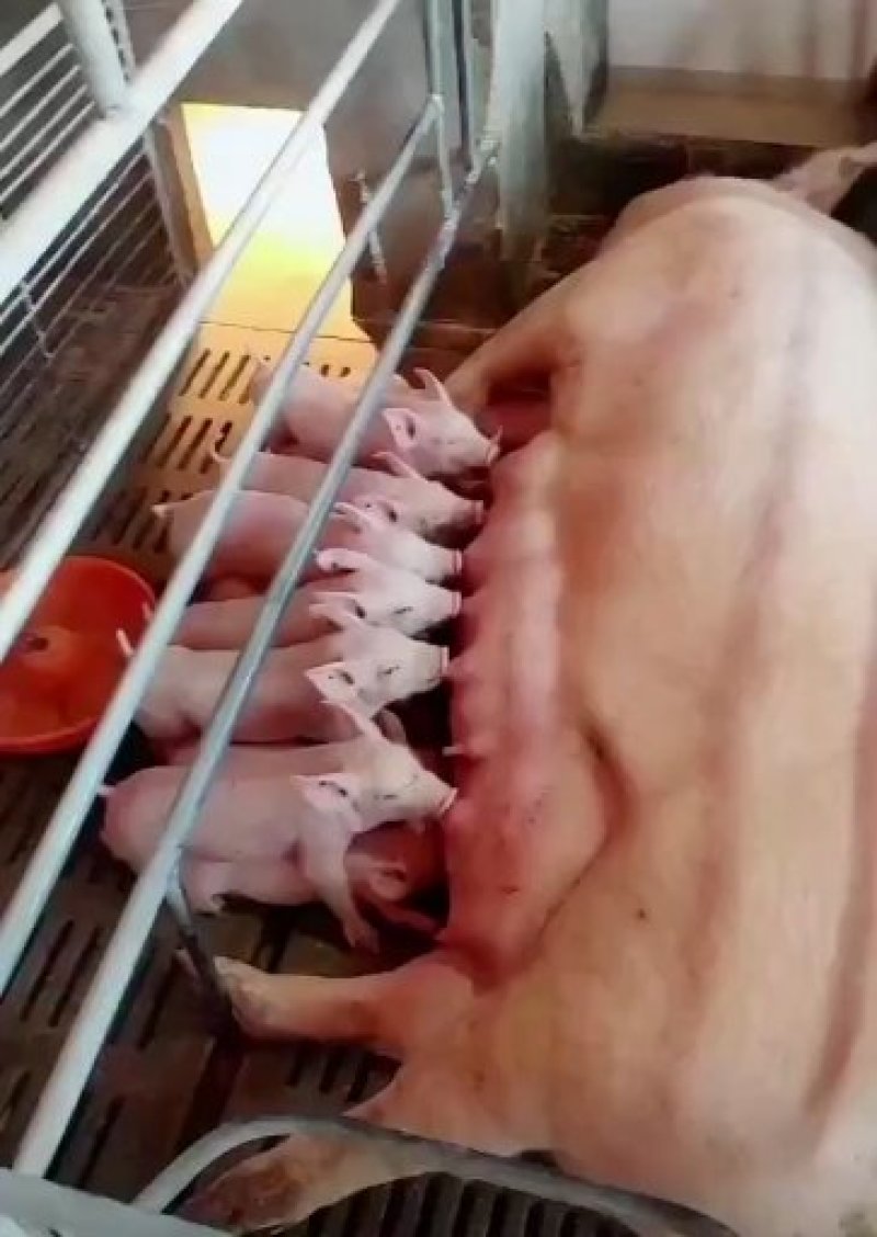 长白母猪，斤重可选，乳头可选，全国包邮