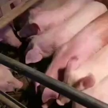长白母猪，斤重可选，乳头可选，全国包邮