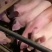 长白母猪，斤重可选，乳头可选，全国包邮