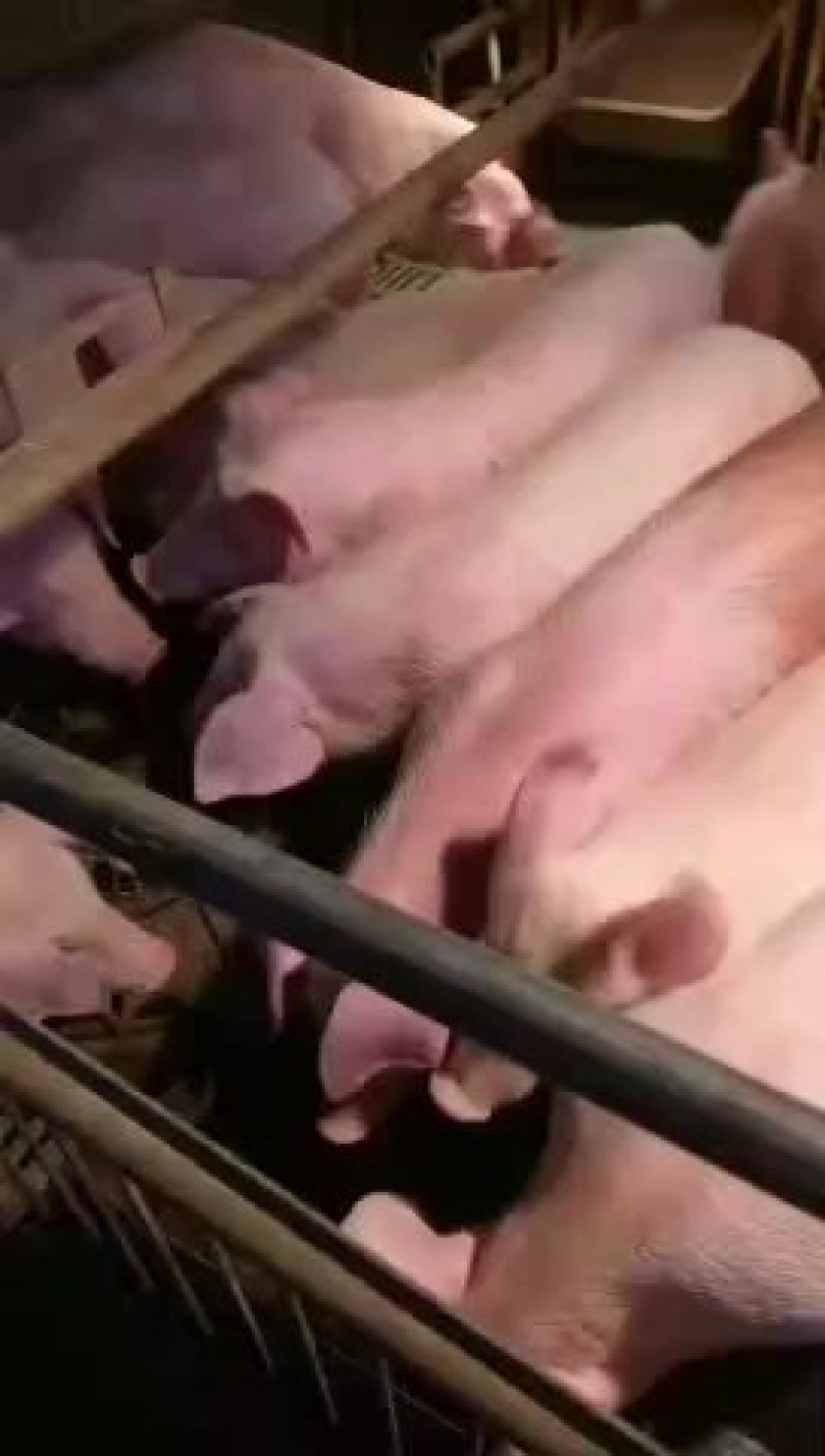 长白母猪，斤重可选，乳头可选，全国包邮