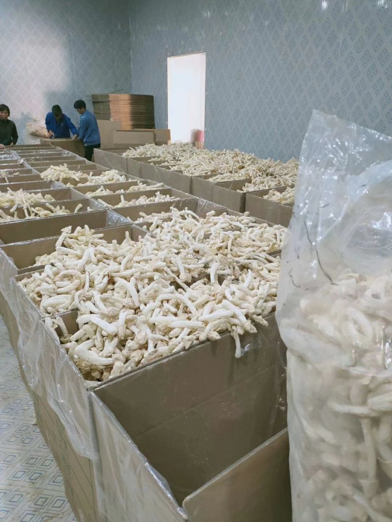 蘑菇种子，菌种，竹荪，一件代发，基地直供