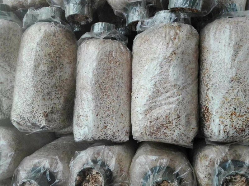 蘑菇种子，菌种，竹荪，一件代发，基地直供