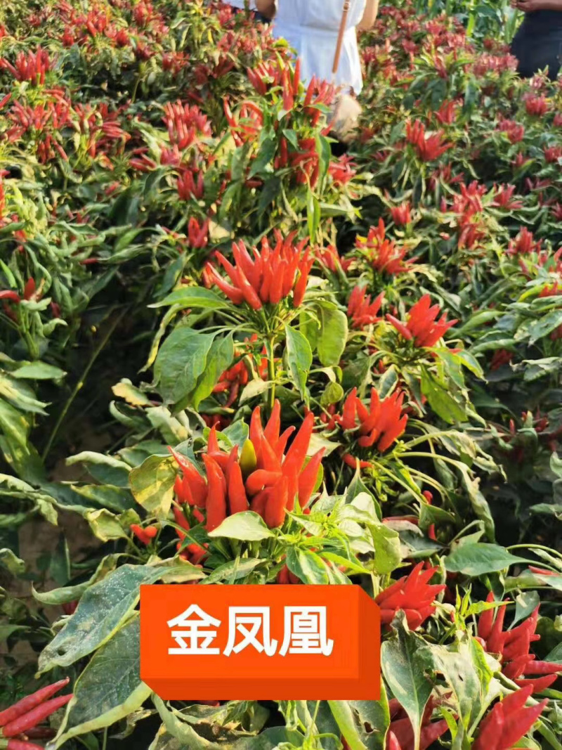 艳红小米辣三英辣椒苗免费提供技术签订回收合同
