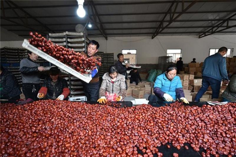 皮皮枣厂家一手货源直供批发保质保量随时发货