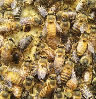 中华蜜蜂大量出售价格合理
