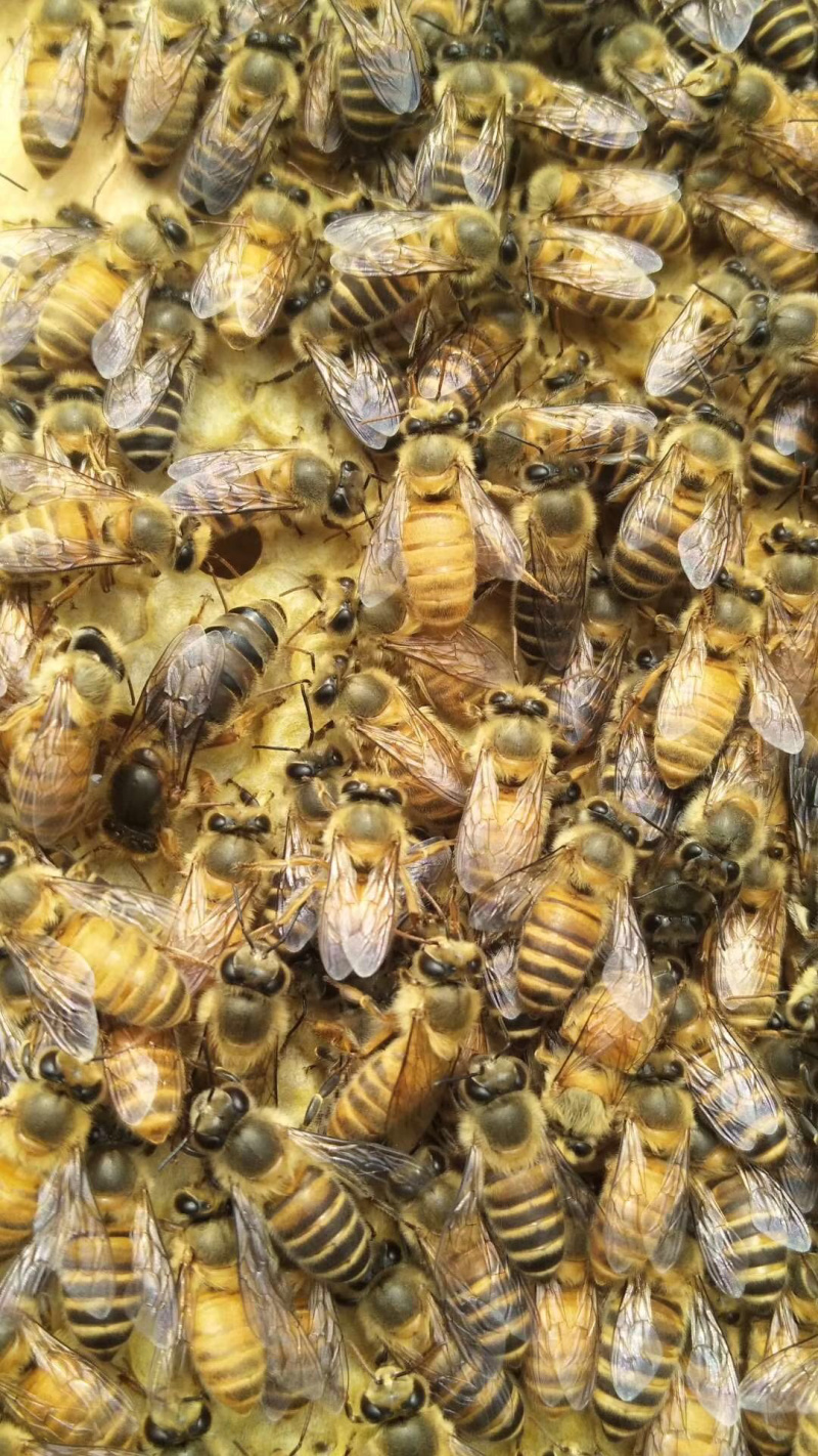 中华蜜蜂大量出售，价格合理