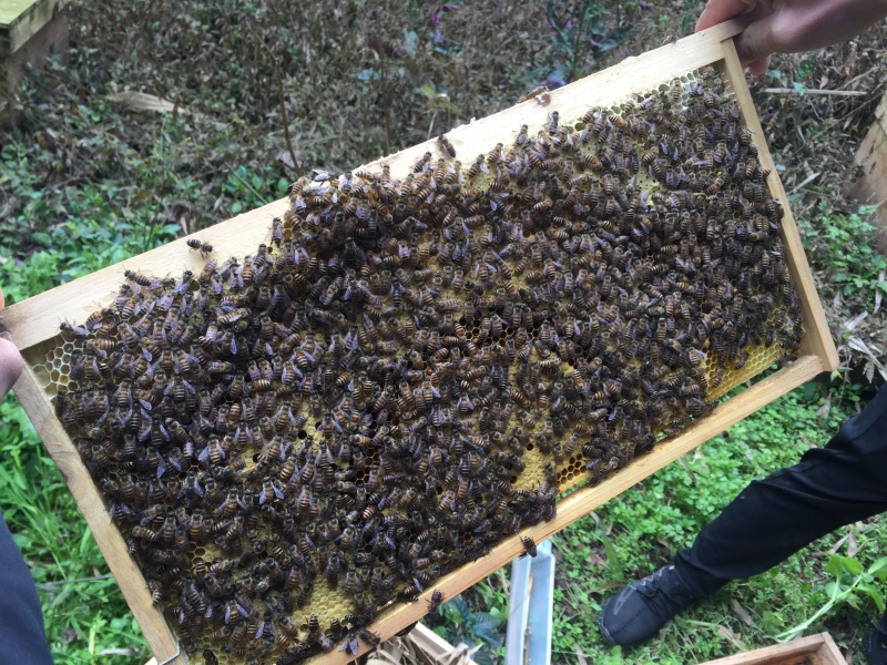 中华蜜蜂大量出售，价格合理