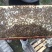中华蜜蜂大量出售，价格合理