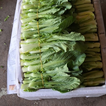 湖南白菜苔