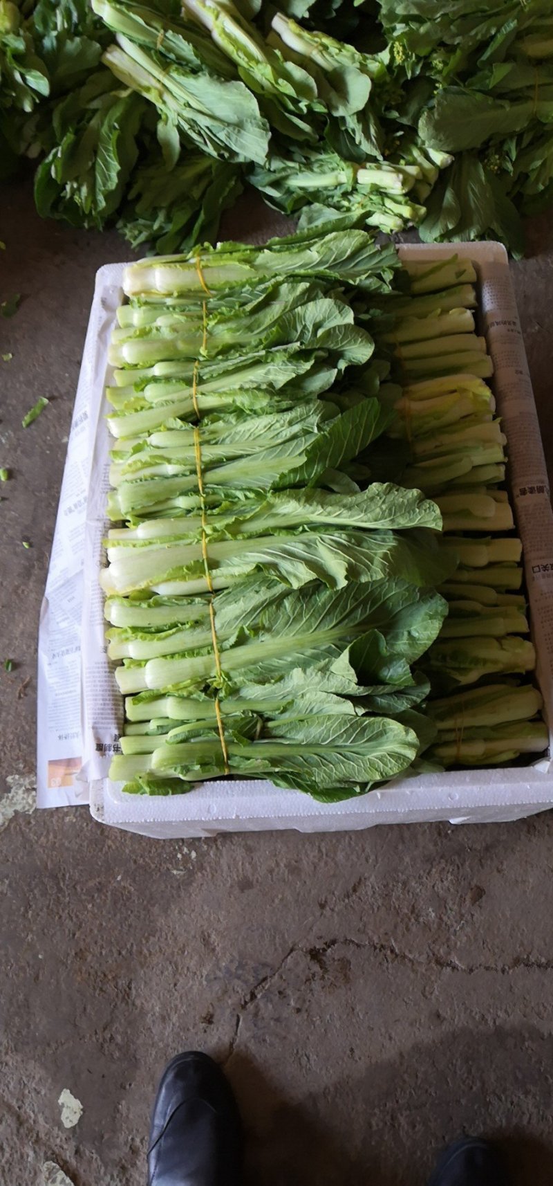 湖南白菜苔