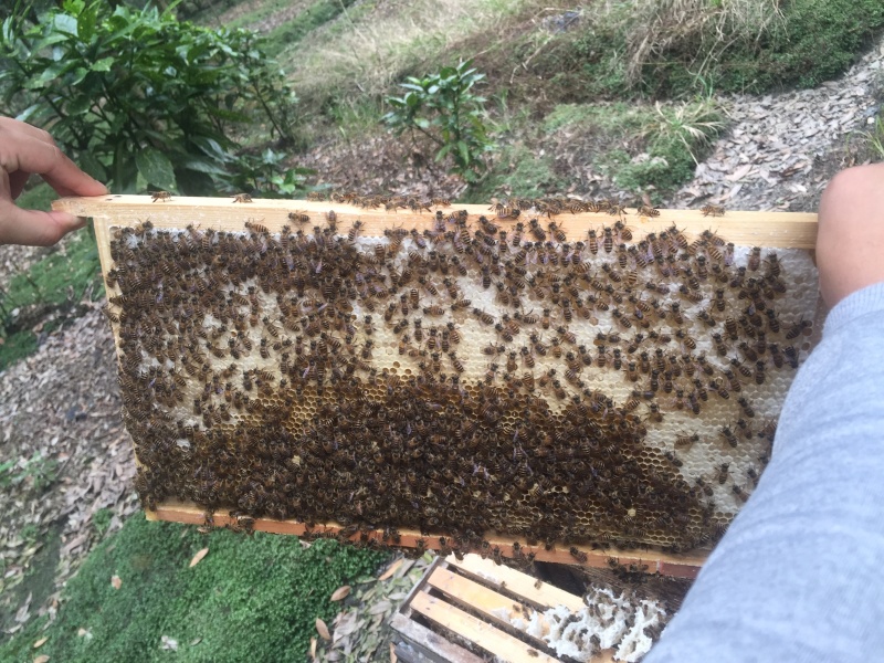 中华蜜蜂大量出售，价格合理