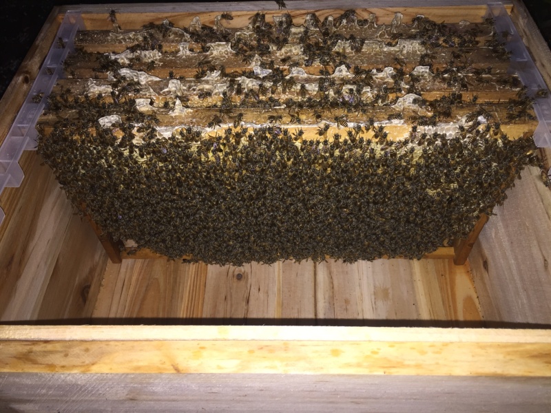 中华蜜蜂大量出售，价格合理