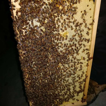 蜜蜂中华蜜蜂土蜂适应能力强