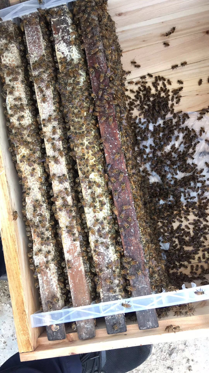 蜜蜂中华蜜蜂土蜂适应能力强