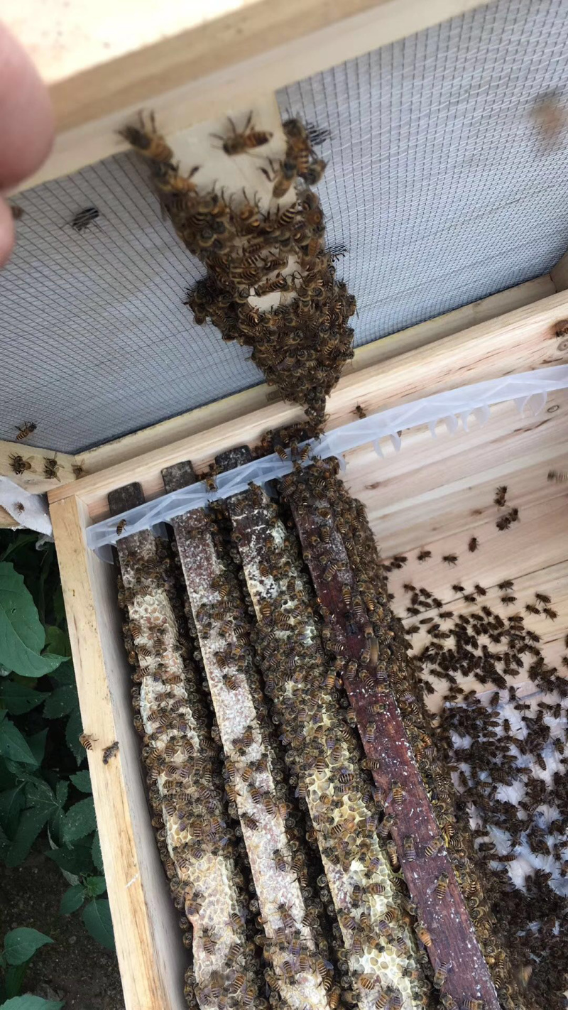 蜜蜂中华蜜蜂土蜂适应能力强