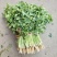 金乡大叶香菜20~30厘米质优价廉单县香菜新苗上市
