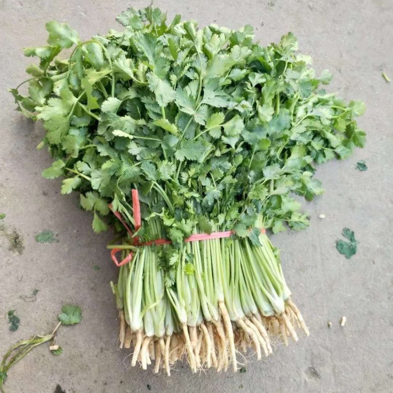 金乡大叶香菜20~30厘米质优价廉单县香菜新苗上市