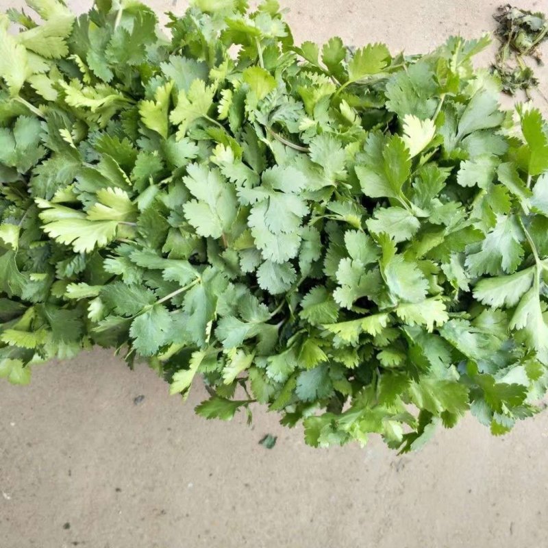 金乡大叶香菜20~30厘米质优价廉单县香菜新苗上市