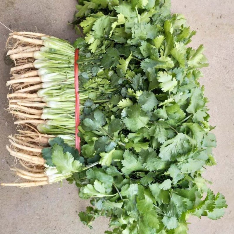 金乡大叶香菜20~30厘米质优价廉单县香菜新苗上市