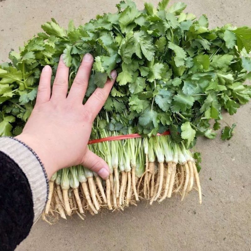 金乡大叶香菜20~30厘米质优价廉单县香菜新苗上市