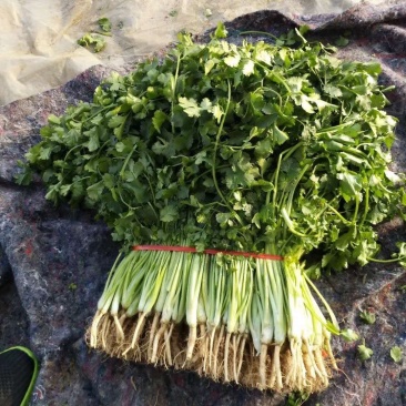 金乡大叶香菜20~30厘米质优价廉单县香菜新苗上市