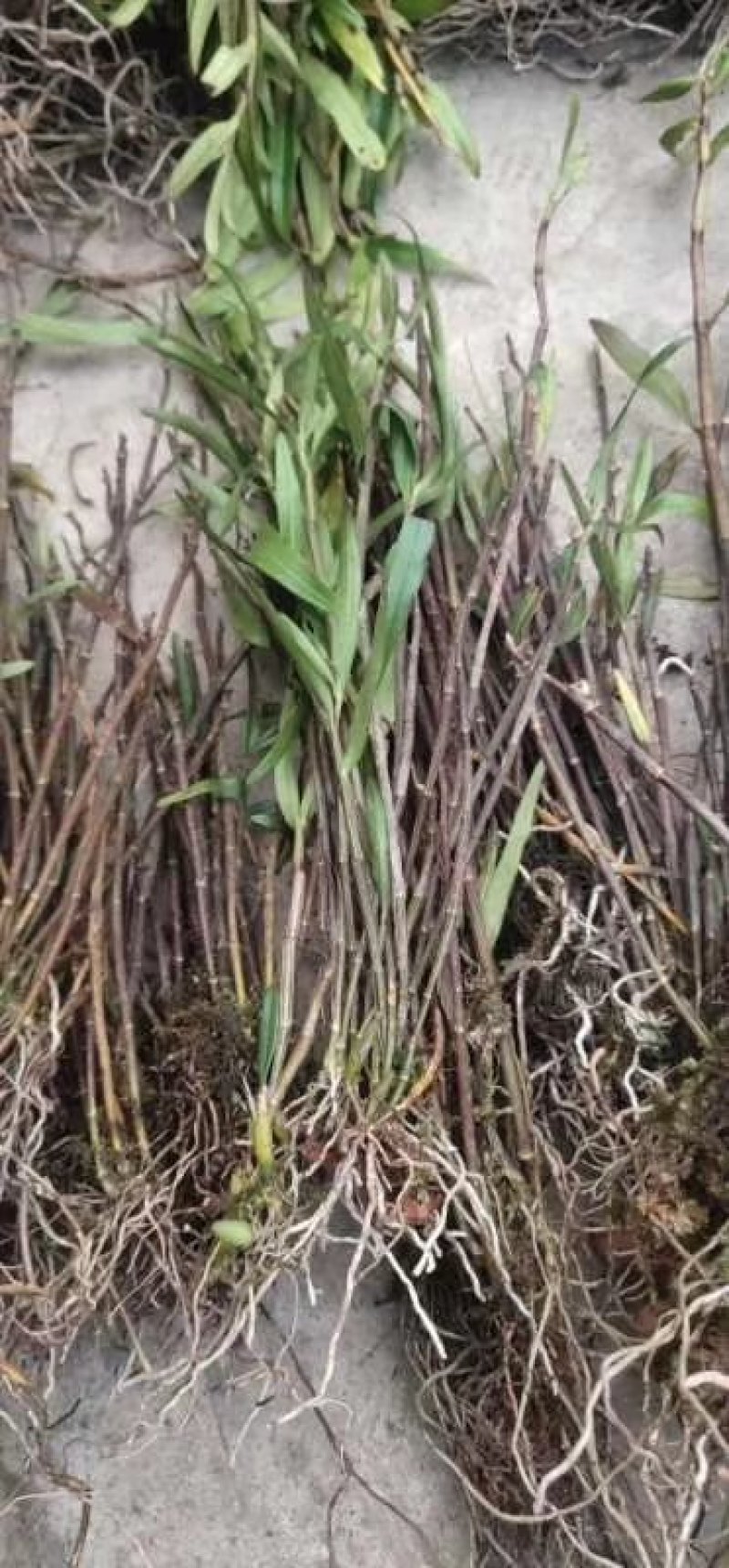水草