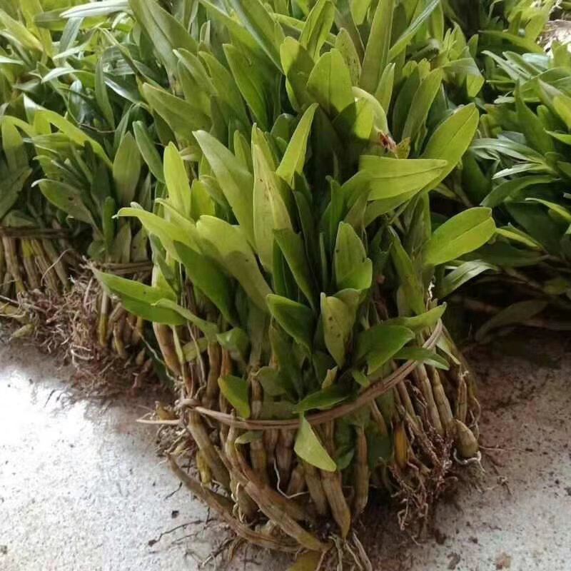 水草