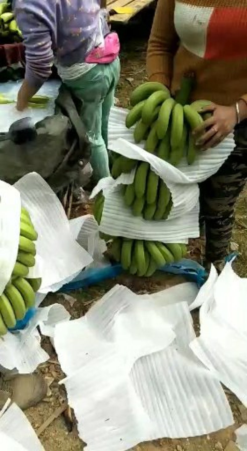 云南生态高地香蕉产地直供(电商微商平台代发)