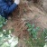 红心猕猴桃苗、产地直供、品质保证,现挖现买