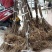 红心猕猴桃苗、产地直供、品质保证,现挖现买